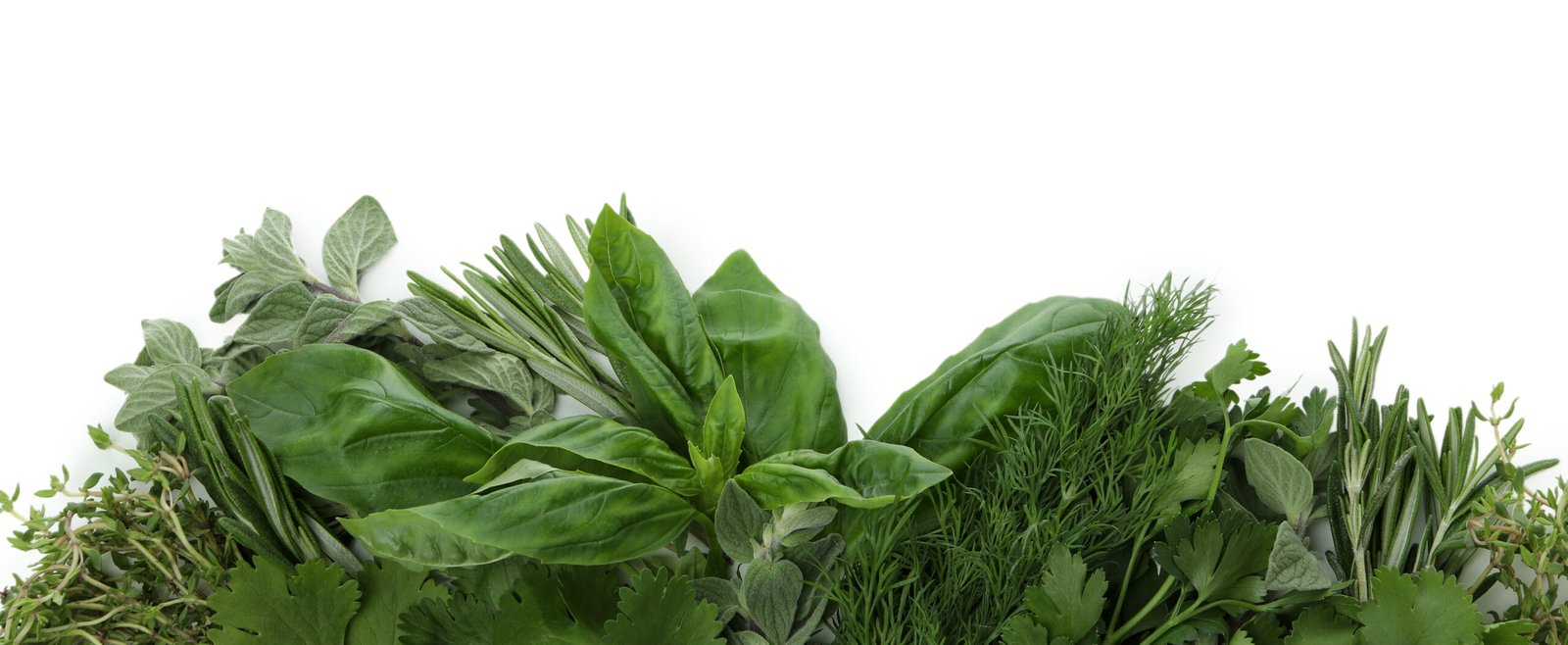 Fresh green herbs isolated on white background