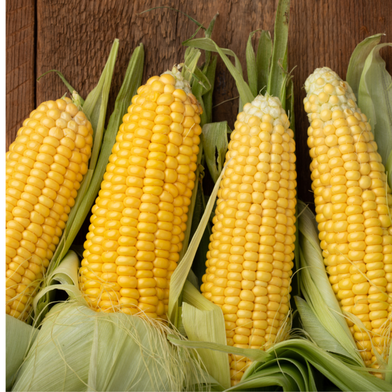 American Corn - Image 2