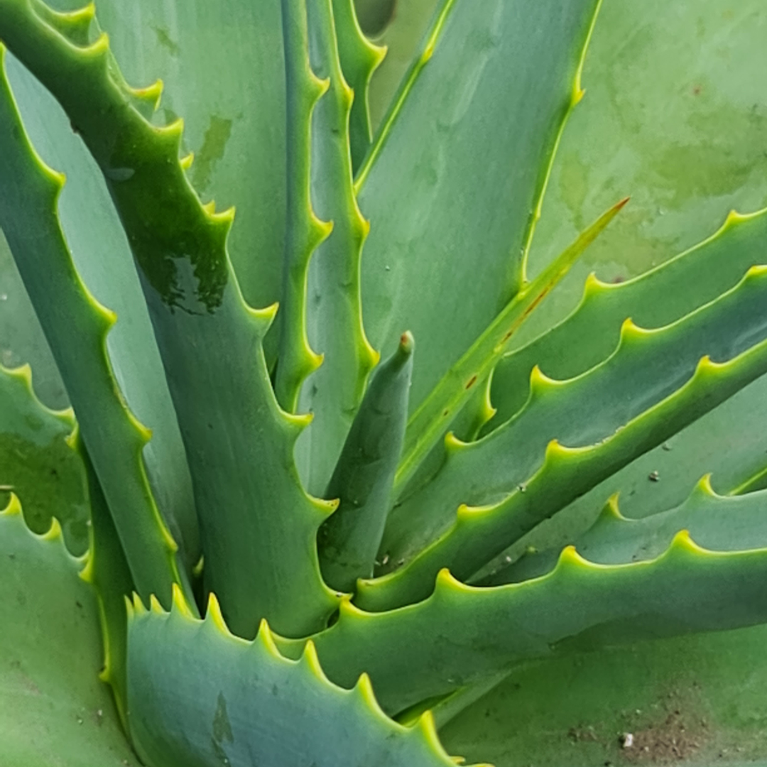Aloevera(kg)