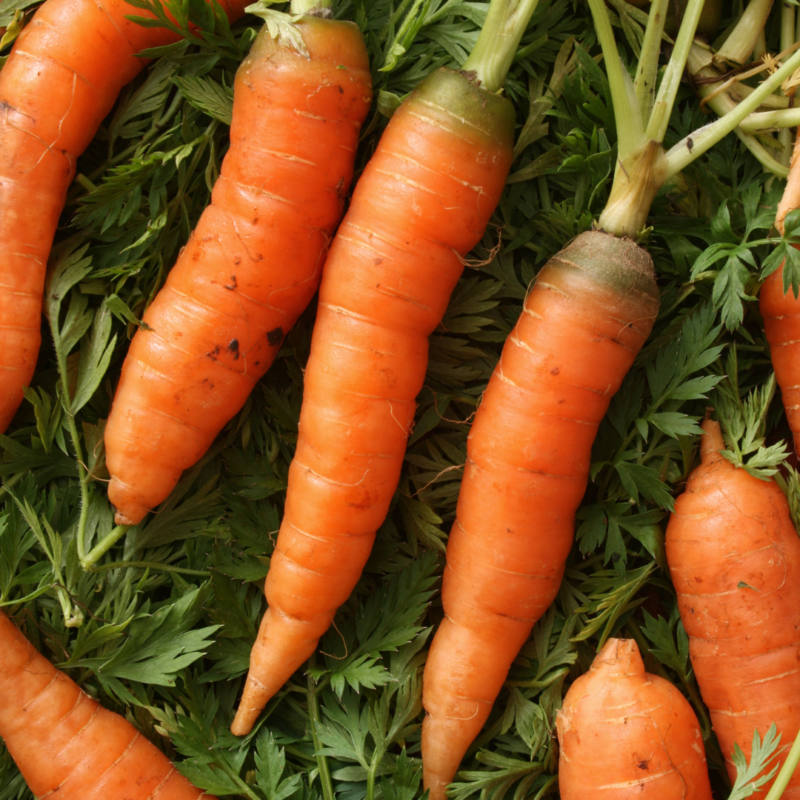 Baby Carrot(kg) - Image 3