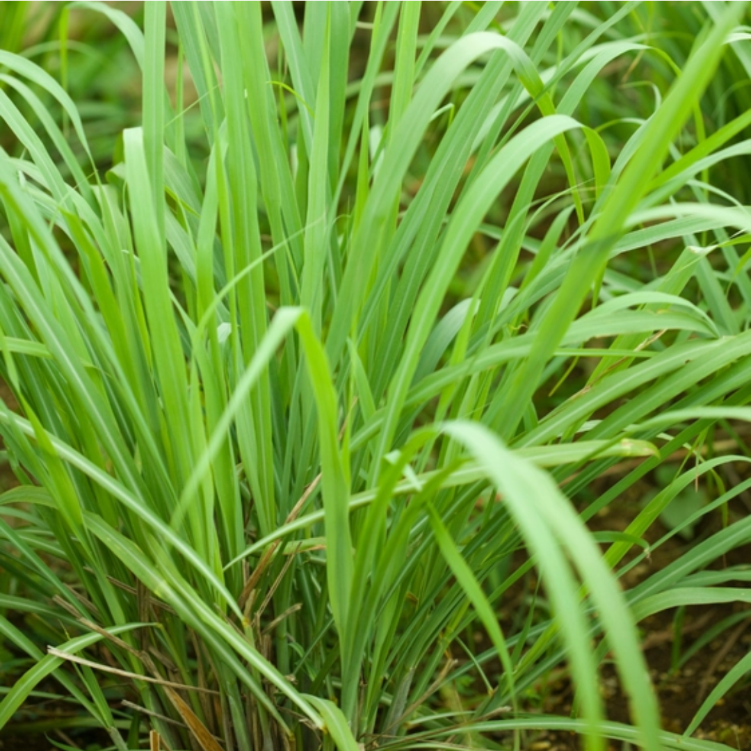 Lemon Grass(BDL)