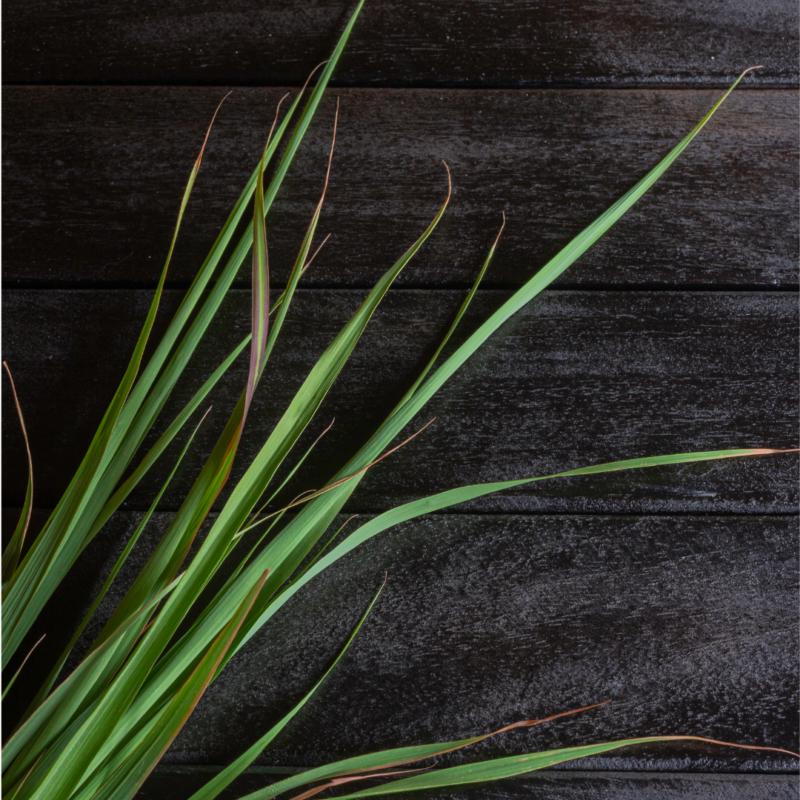 Lemon Grass(BDL) - Image 2