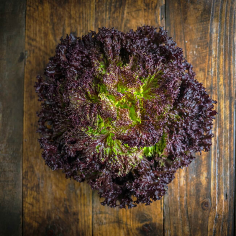 Lettuce Lollo Rosso - Image 3