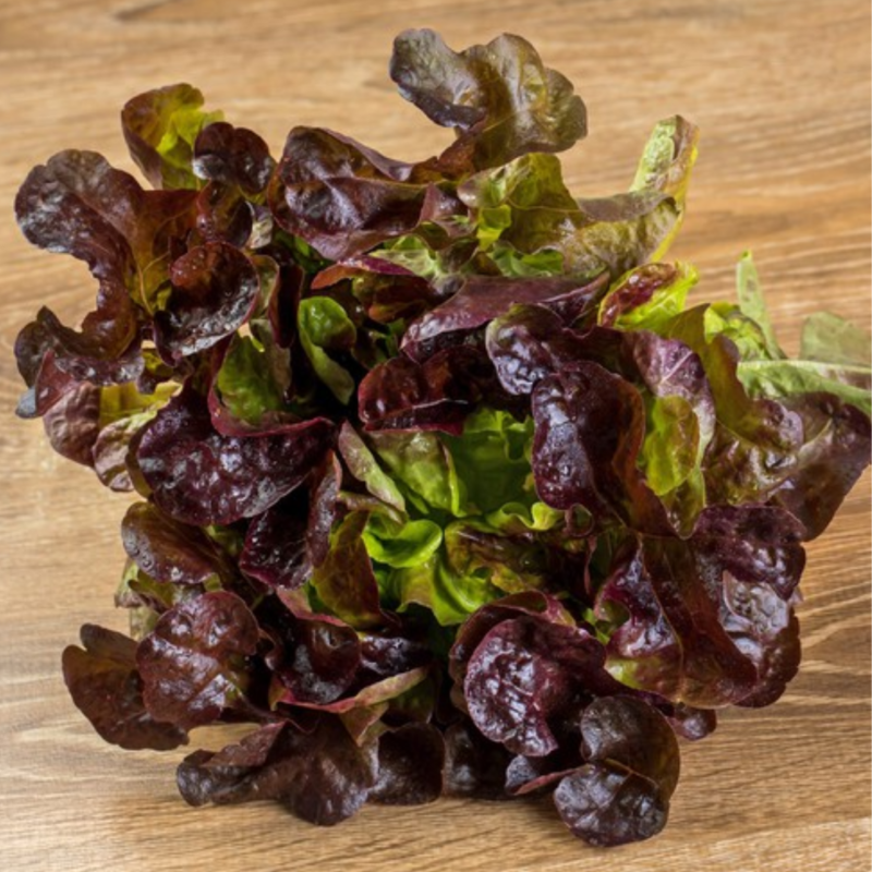 Lettuce Lollo Rosso - Image 2