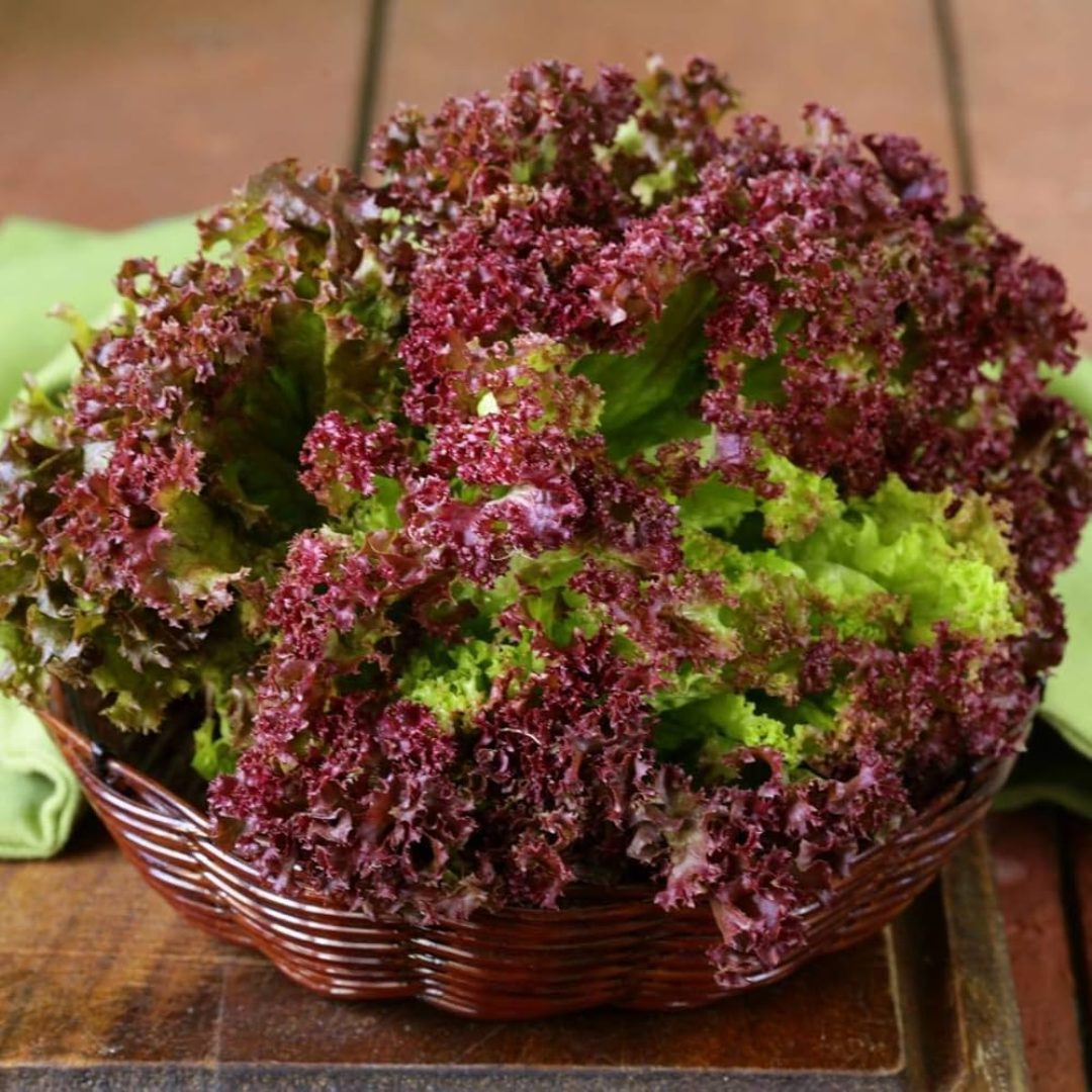 Lettuce Lollo Rosso