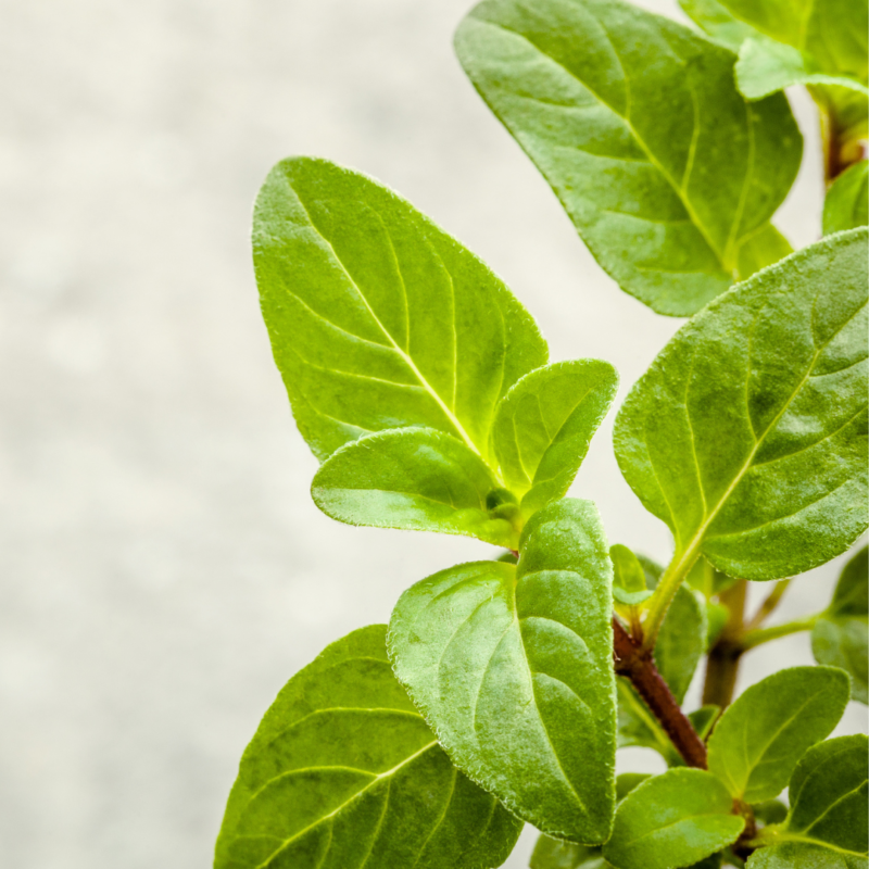 Oregano(pkt) - Image 2