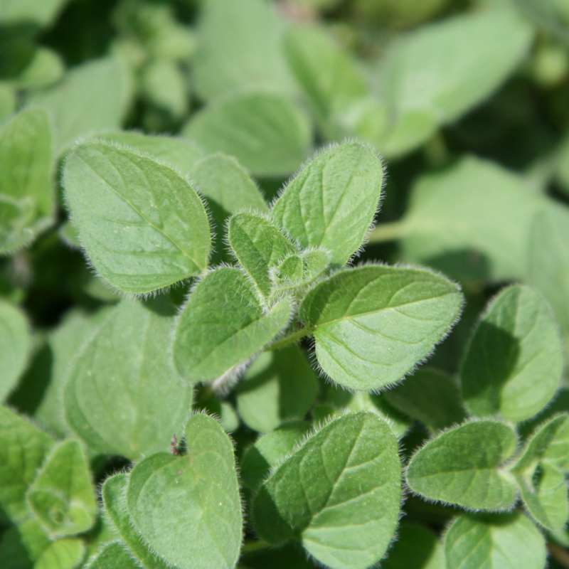 Oregano(pkt) - Image 3