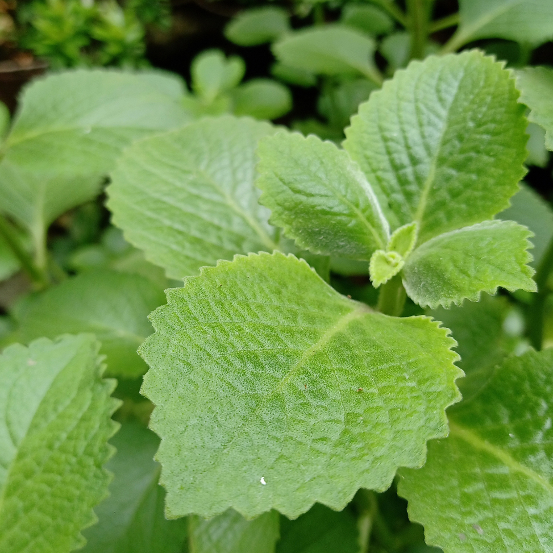 Oregano(pkt)