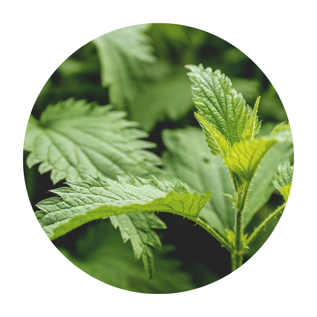 Plants and Herbs New