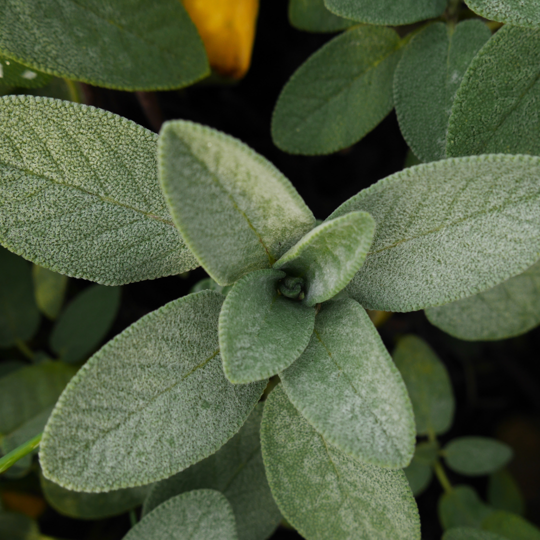 Sage Leaves(pkt)