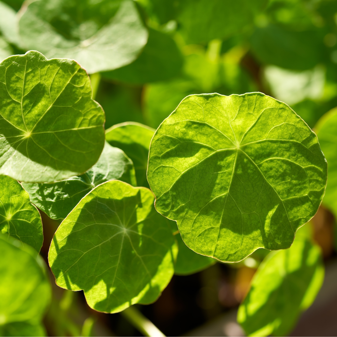 Thyme(pkt)
