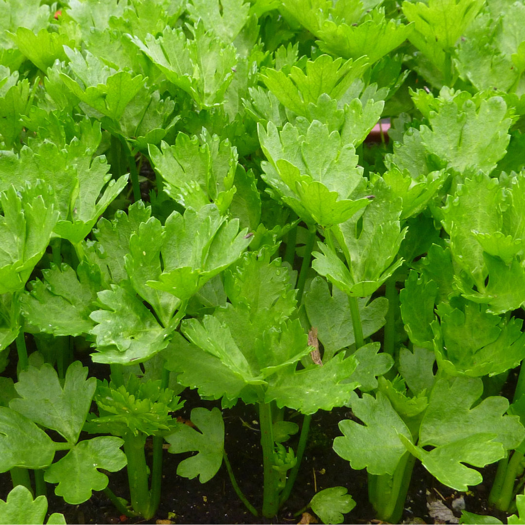 Celery(kg)