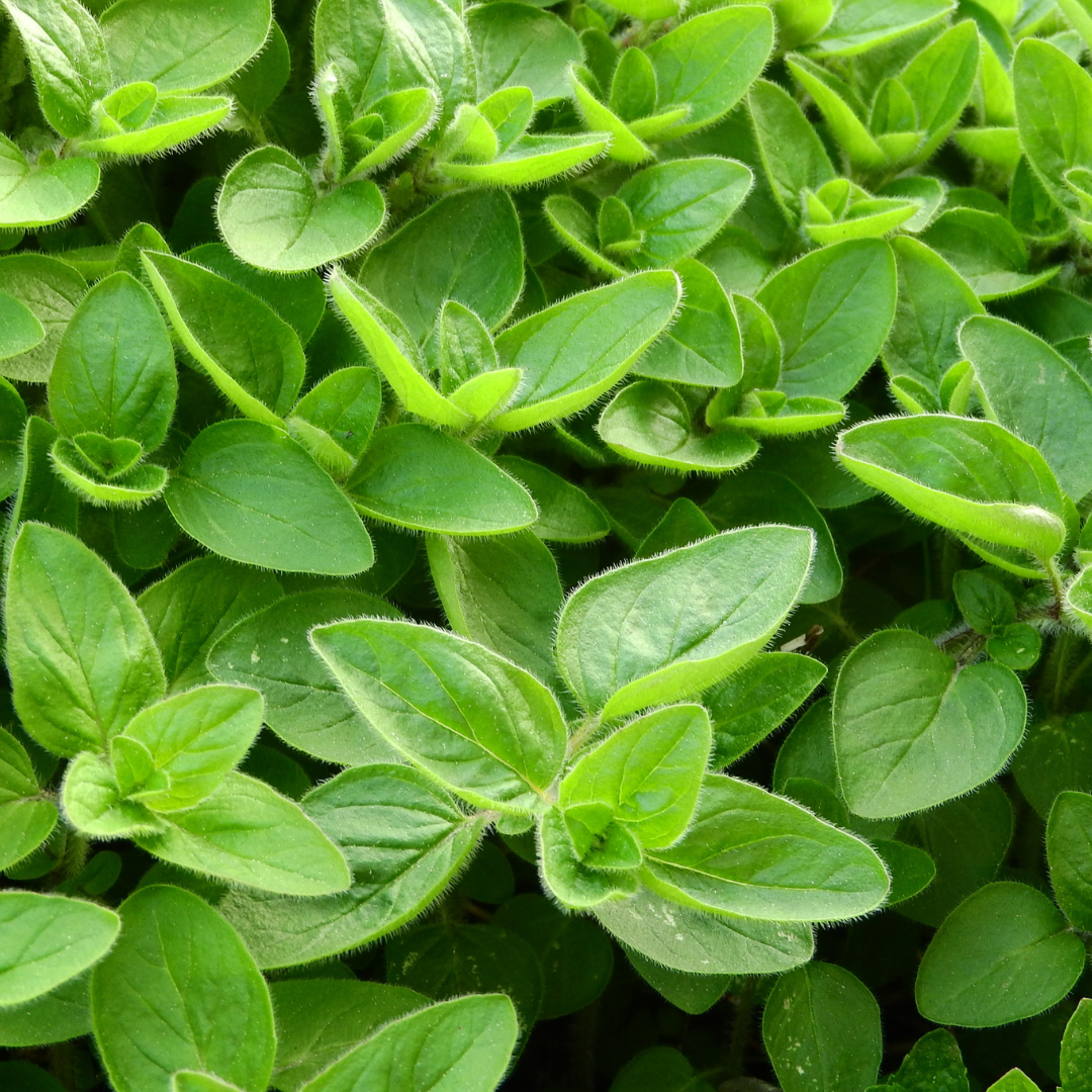 Marjoram leaves(pkt)