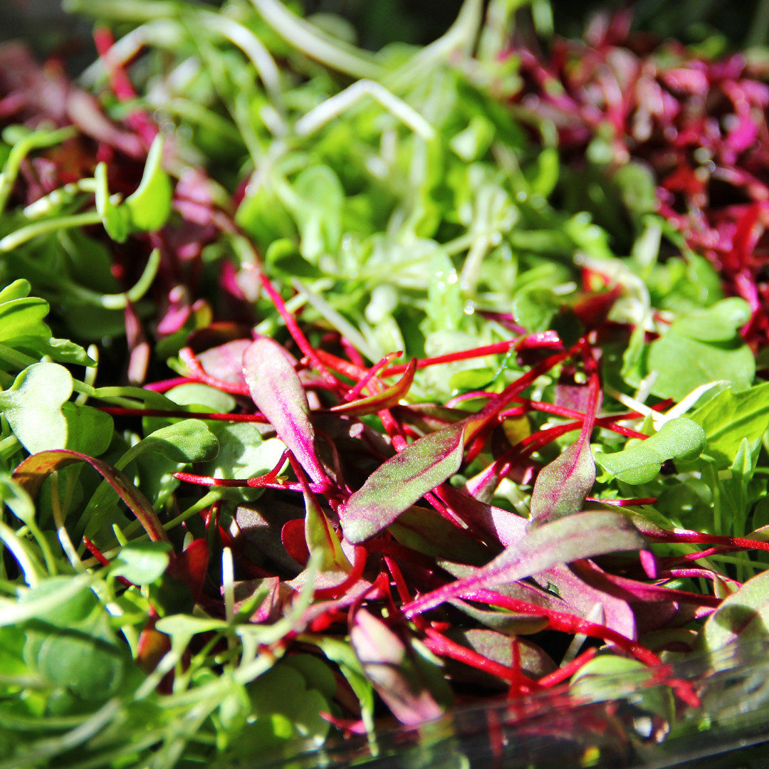 Microgreen (pkt)
